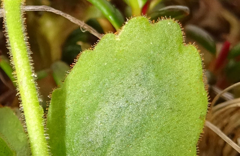 Primula daonensis / Primula della Val Daone